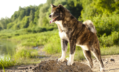 The 10 Most Ancient Dog Breeds In Existence