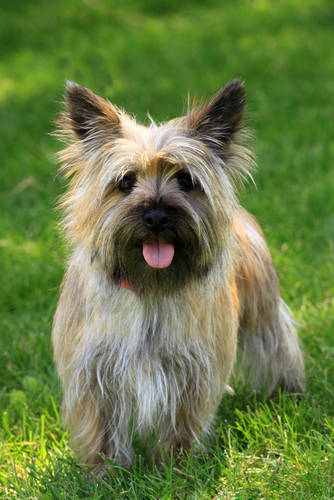 Cairn Terrier