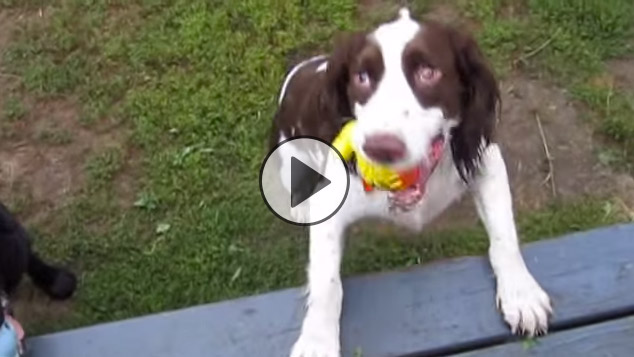 Just a Boring Video of a Dog Playing Fetch. Until You Learn His Secret. WOW!