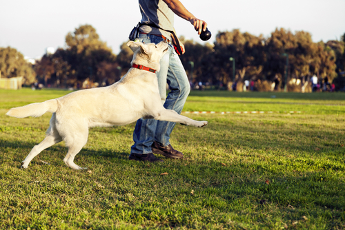 So You Need a Dog Trainer? Where to Find and How to Hire Them