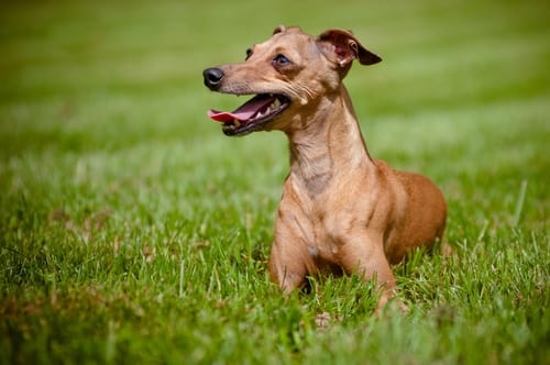 italiangreyhound