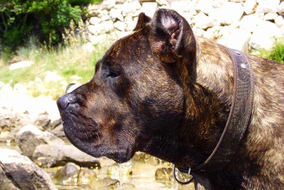 Which Dog Breed Is The Most Muscular? We Countdown The Top 15 Most Muscular Breeds