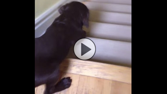 Puppy Finds The Most Hysterically Awesome Way to Go Down Stairs!