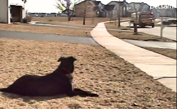 Dog Patiently Waits For School Bus. Gives His Little Human A Helping Hand When They Step Off.