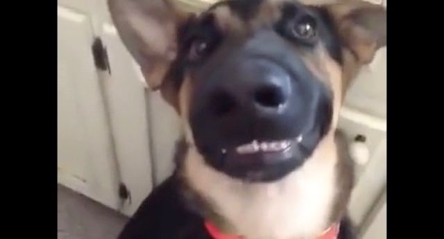 Watch This Dog Flash A Handsome Smile - On Command!