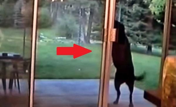 Watch A Huge Dog Open & Close This Door. But That's Not Even The Funny Part!