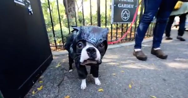 Howl-o-ween Dog Parade!