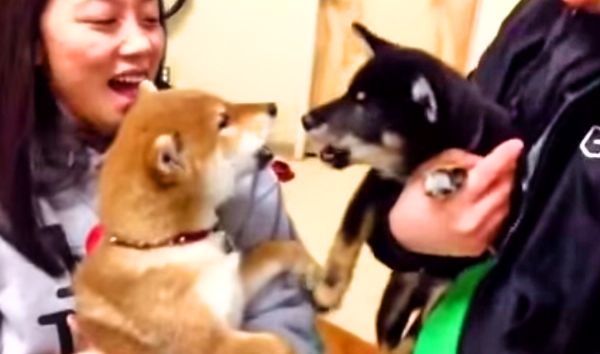 Shiba Inu Sisters Have The Most Adorable & Heated Argument