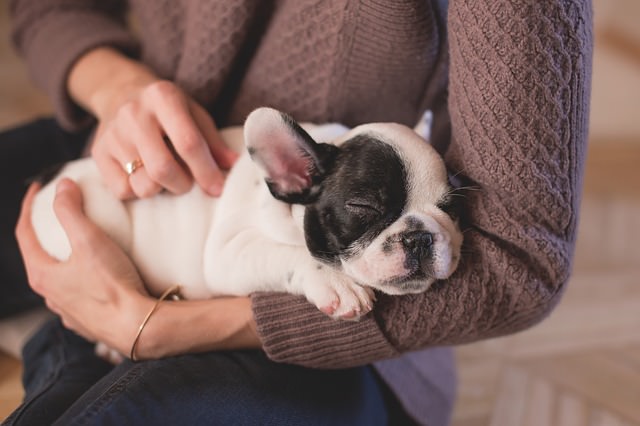 5 Safest Places To Pet A Dog