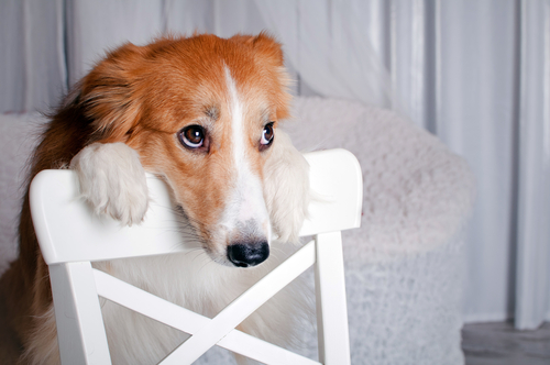 Snowed In? Indoor Activities for Dogs That Hate the Cold