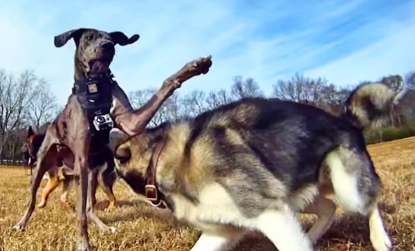 GoPro Camera Reveals Why Dogs Love The Dog Park So Much