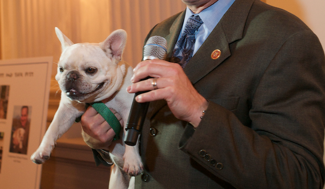 5 Dogs on Capitol Hill