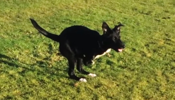 Meet Roo, the Two-Legged Dog Who Walks Like A Kangaroo! 