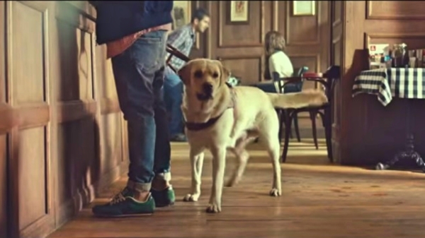 Blind Guy And His Reliable Dog Show Us That Dogs Really Do Always Have Our Back