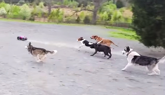 They Brought A New Toy To The Dog Park And The Dog's Reaction Is HILARIOUS! 