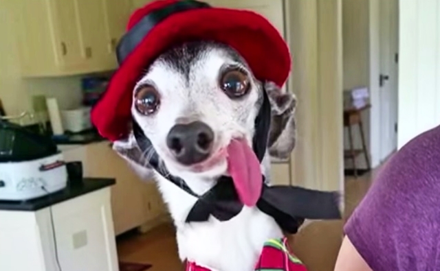 Disabled Dog Finds Support And Love Through The Instagram Community