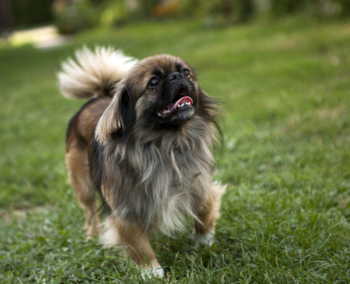 Pekingese