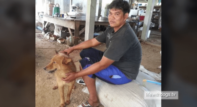 Incredible! Dog Finds Abandoned Baby In Thailand