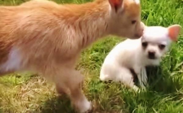 This Puppy Was Adopted By Goats But Wait 'Till You See Them Play