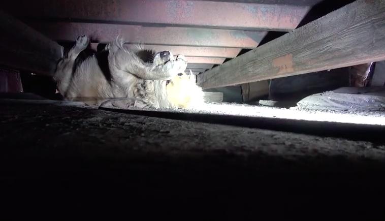 Terrified Dog Panics During Rescue But Just Wait To See How She Reacts Once She's Safe!