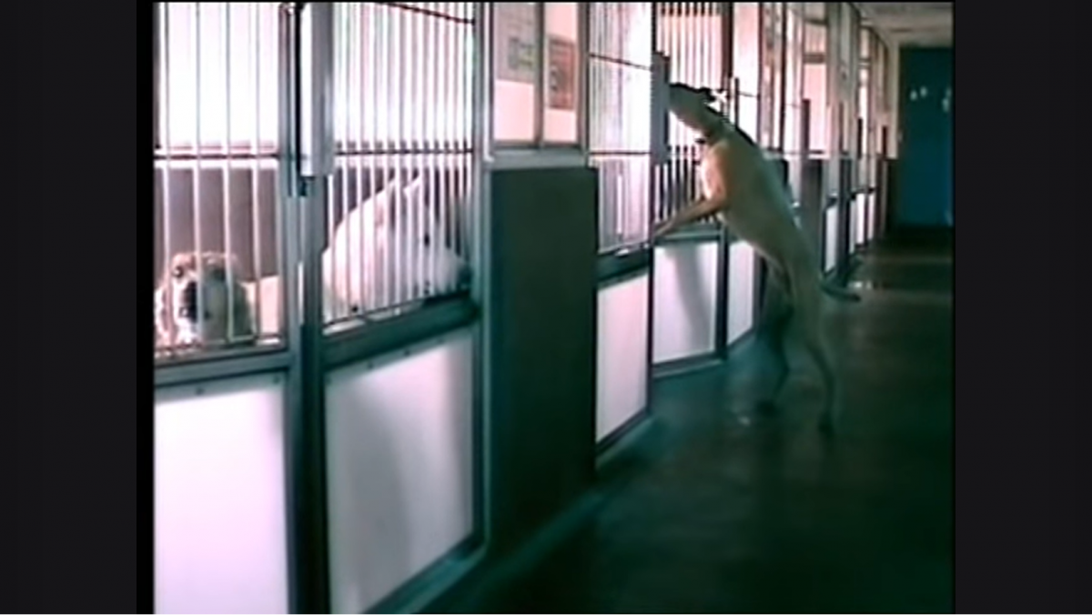 Shelter Sets Up Camera, Uncovers How Dogs Escape Their Kennels At Night!