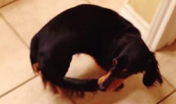 Dog Finally Catches His Tail And Is Not About To Let It Go