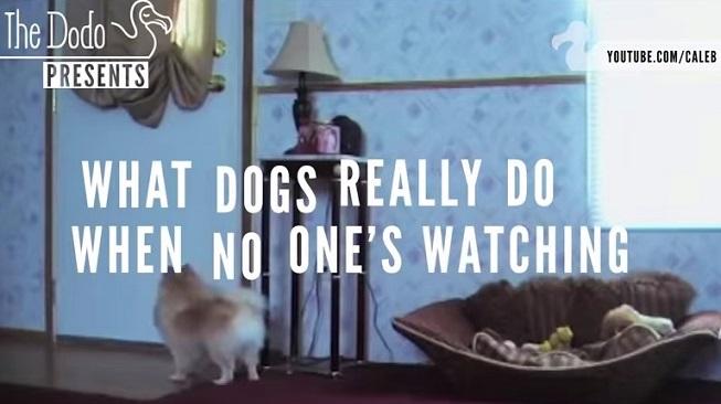 What Dogs Really Do When No One's Watching