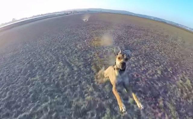 Drone-Chasing--This Must Be The Newest Form Of Dog Exercise!