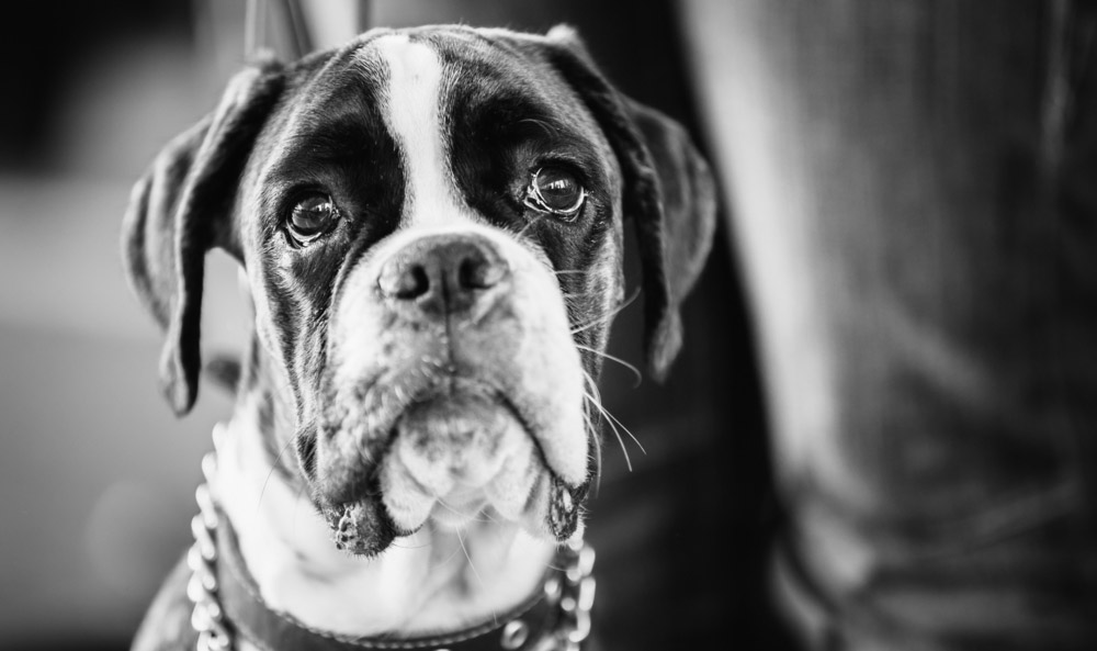 Is Your Boxer Suffering In Silence from Joint Pain?