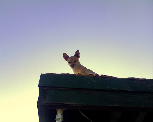 The Plight Of A Mexico Roof Dog