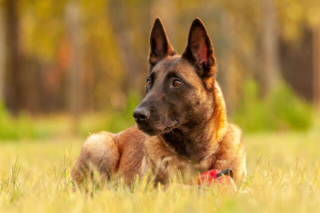 Portrait,Of,A,Beautiful,Malinois,Belgian,Shepherd,Dog,While,Lying