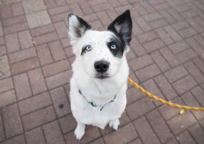 10 Super Senior Dogs Waiting For Their Forever Home