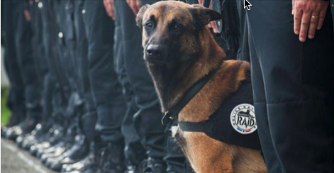 He May Have Been Born A Dog, But He Died A Hero Fighting Terrorists In France