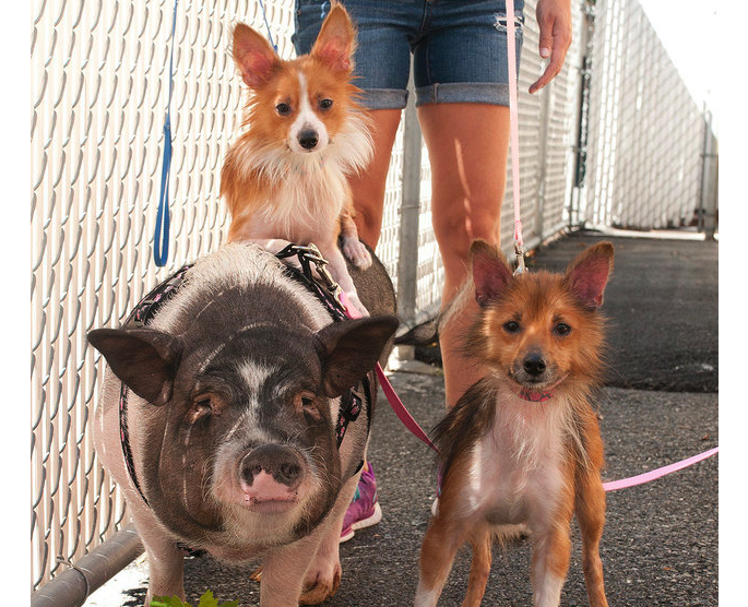 This Bonded Family Of An Abandoned Pig And Her Two Dogs Is Looking For A Forever Home