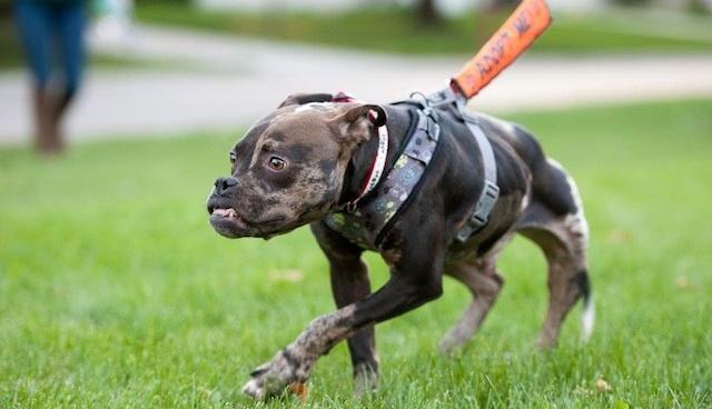 Special Needs Dog Gets Rescued... Then Finds His Loving, Forever Home!