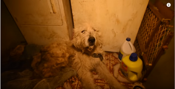 Neglected Dog Who Didn’t Even Have The Strength To Walk Now Lives In The Lap of Luxury