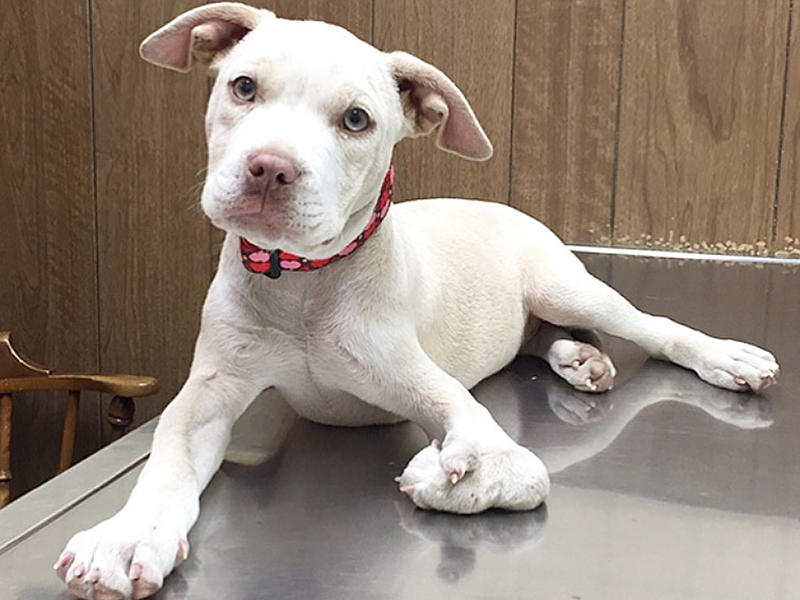 Dumped At Shelter, Puppy With Deformed Paw Needs Your Help