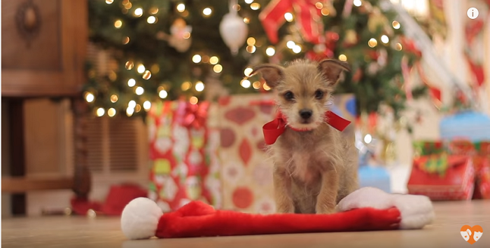 All These Puppies Want Is A HOME For Christmas!