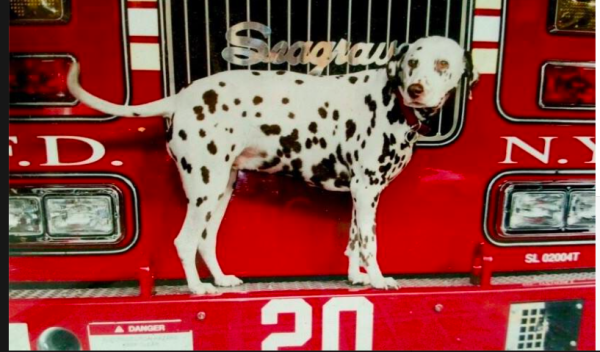 FDNY Commemorates Dog Who Restored Happiness After 9/11