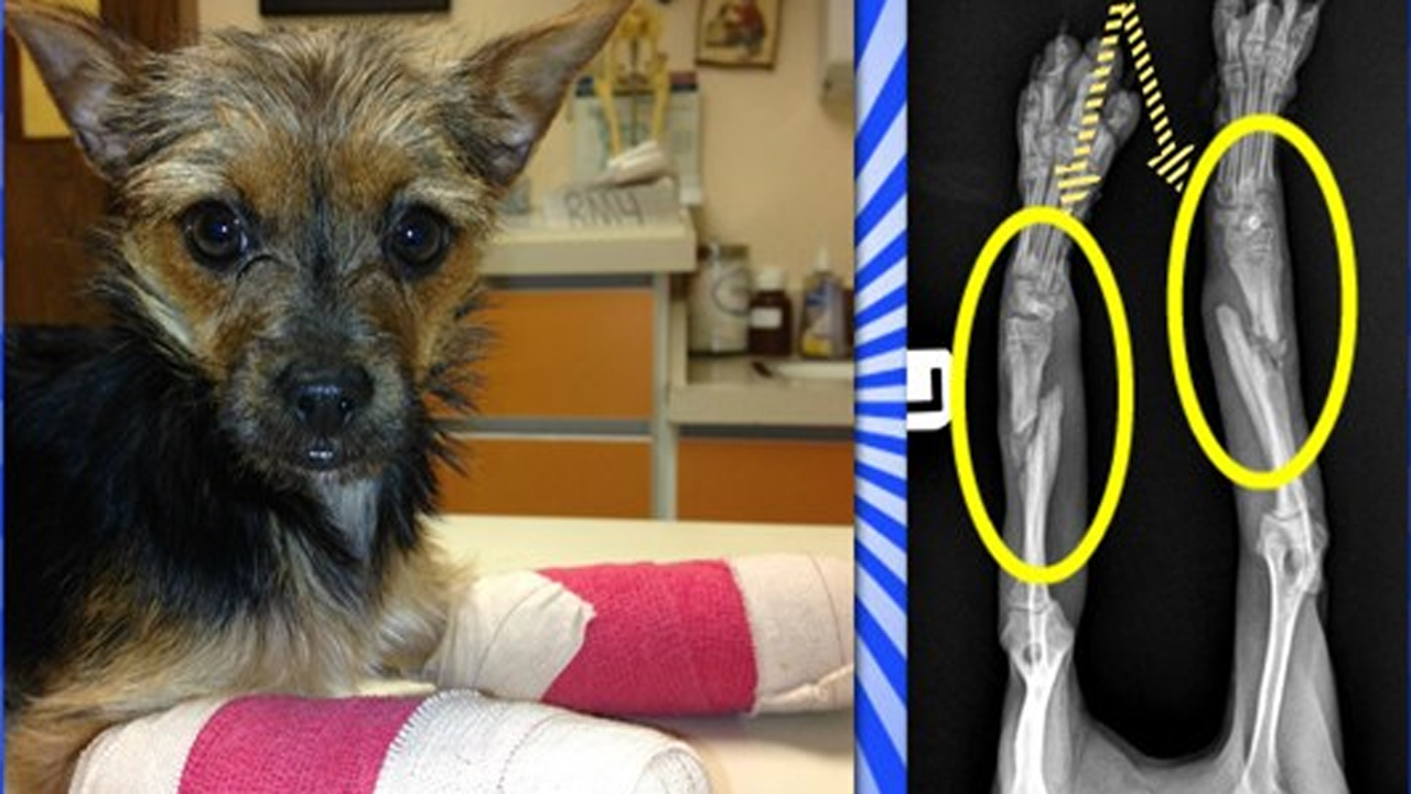 Abandoned With 2 Broken Legs, This Pup Never Stopped Loving