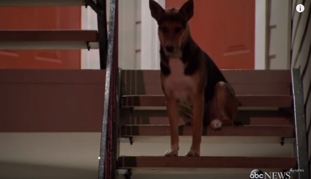 Dog Waits For Weeks For His Murdered Owner To Come Home