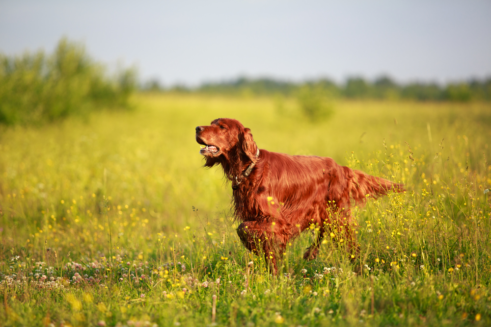 10 High-Maintenance Breeds Who Are Totally Worth The Extra Effort!