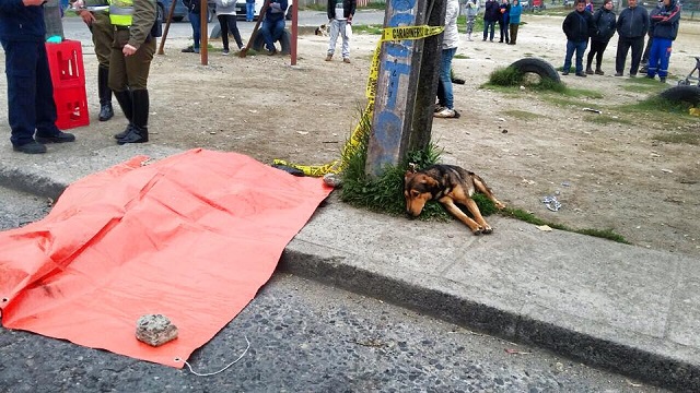 Loyal Dog Refuses To Leave His Dead Owner's Side