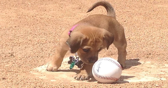 Puppy Dumped At A Baseball Stadium Finds A Family With The Baseball Team Who Adopted Her