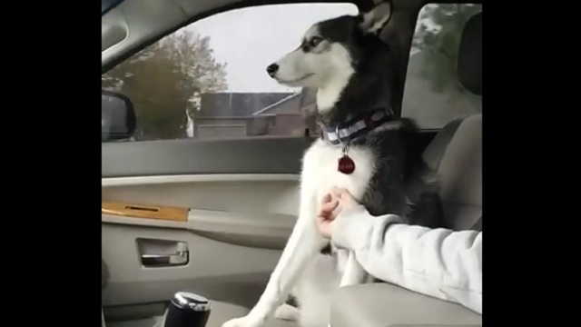 This Dog Doesn't Care That Her Human Is Driving, She Needs Her Bully Rubbed!