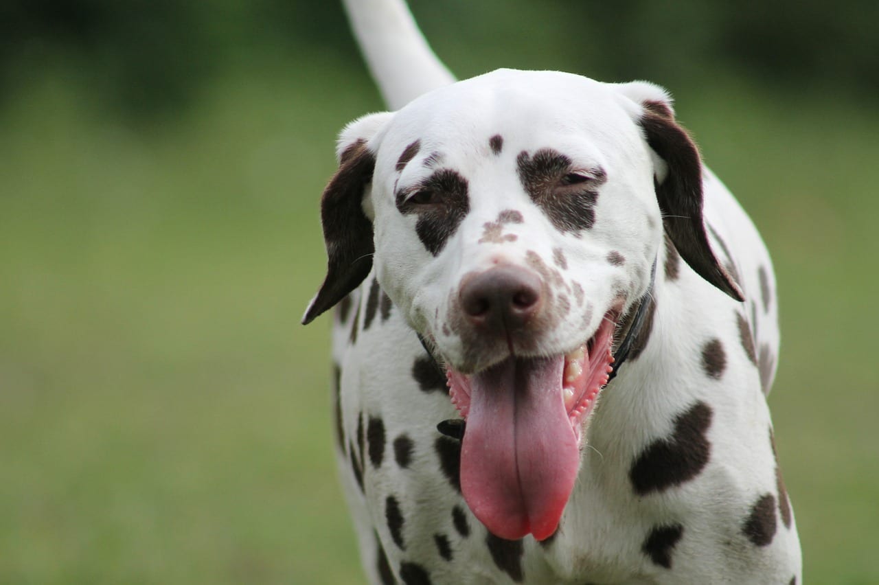 dalmatians-599681_1280