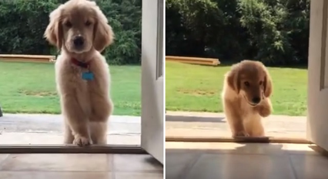 Watch The Triumphant Moment A 3-Legged Puppy Scales The Front Doorstep