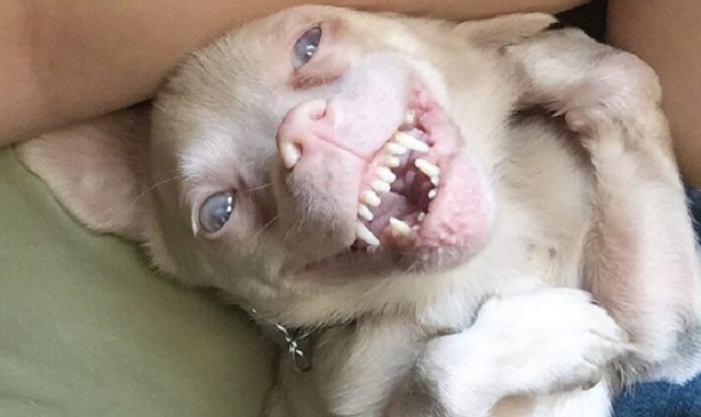 This Dog Who Looks Like A Bat Is Living A Happy Life Full Of Love