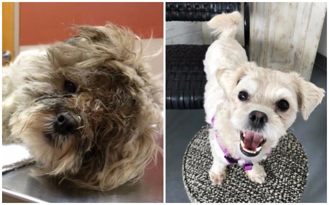 Dog Found On The Brink Of Death Spends MONTHS Recovering... See Her Amazing Transformation!