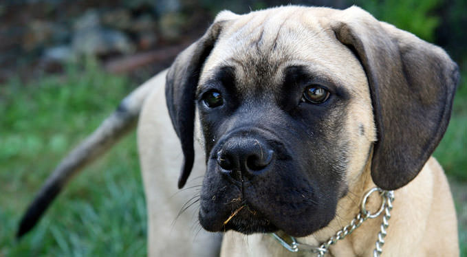 Improve Your Bull Mastiff's Skin & Coat With This One Simple Hack